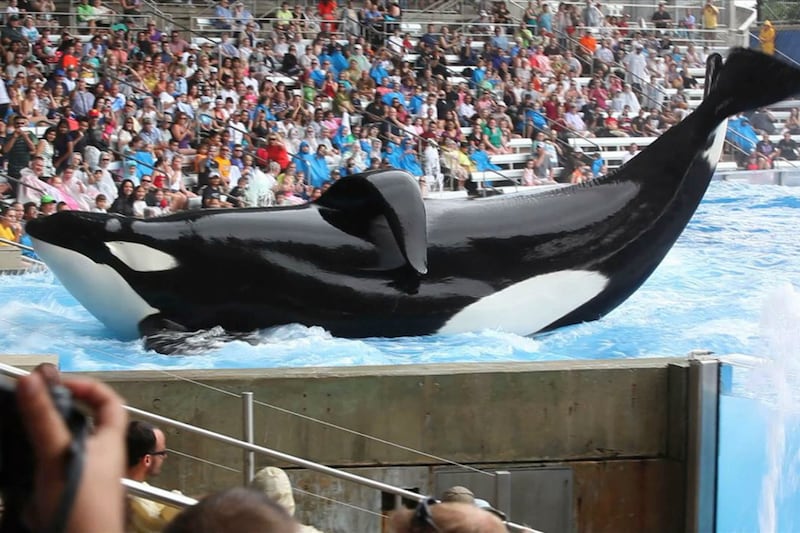 articles/2013/10/24/blackfish-director-killer-whales-don-t-belong-in-captivity/131023-blackfish-cowperthwaite-tease_lzeokb