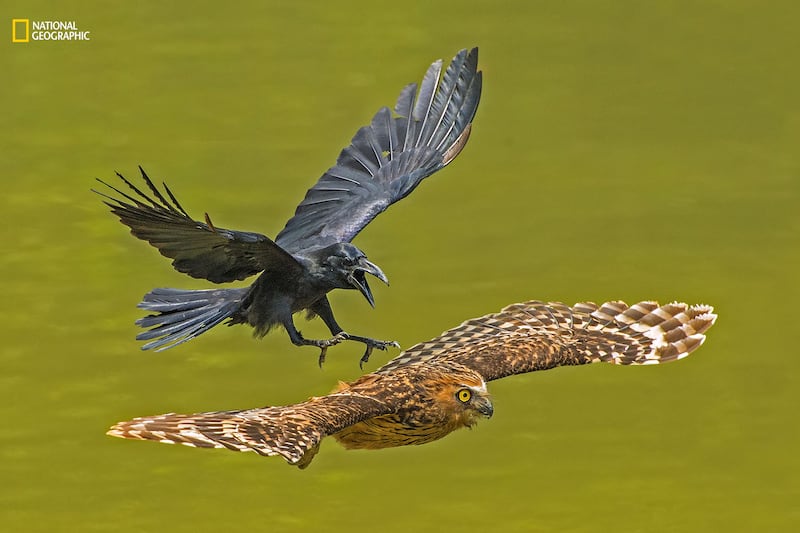 galleries/2016/12/13/national-geographic-nature-photographer-of-the-year-winners/161212-NGNP-02-embed-chia-boon-oo-lawrence-ngnp-animalportraitshm_eu5azs