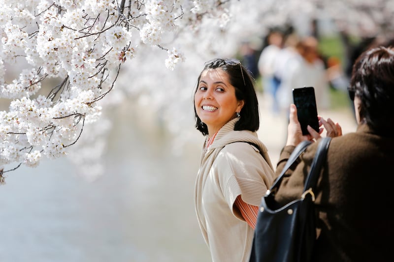 galleries/2014/04/10/now-it-s-really-spring-cherry-blossoms-are-at-their-peak-photos/140409-cherryb-1_ws9ksu