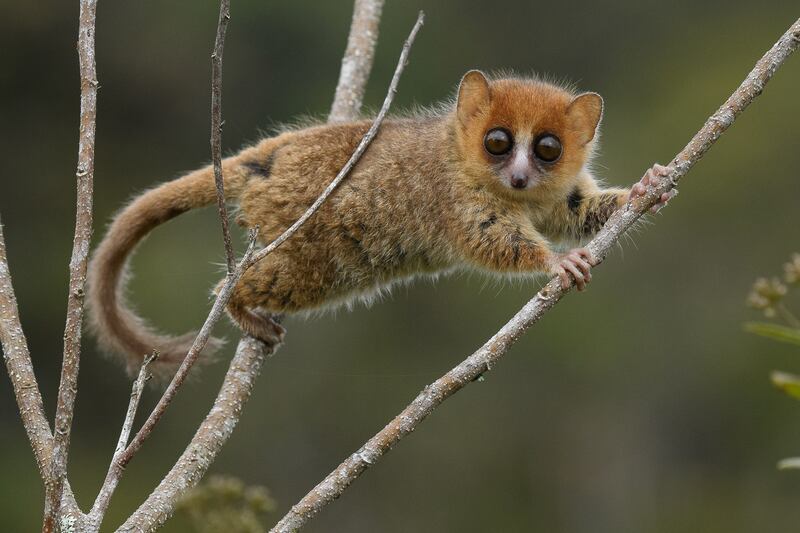 1.Brown_Mouse_Lemur_Microcebus_rufus__credit_Chien_C_Lee_vussv3