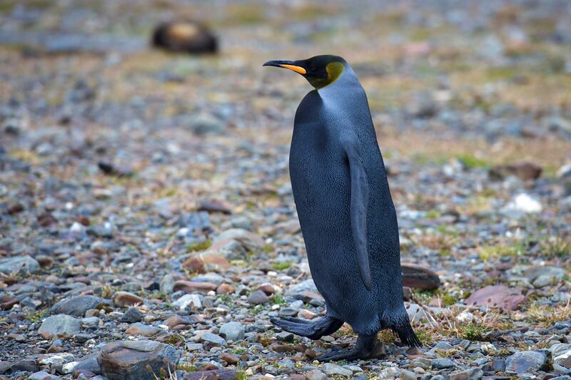 galleries/2011/06/10/oddly-colored-animals/all-black-penguin-odd-colored-animals-gallery_pd9bs3