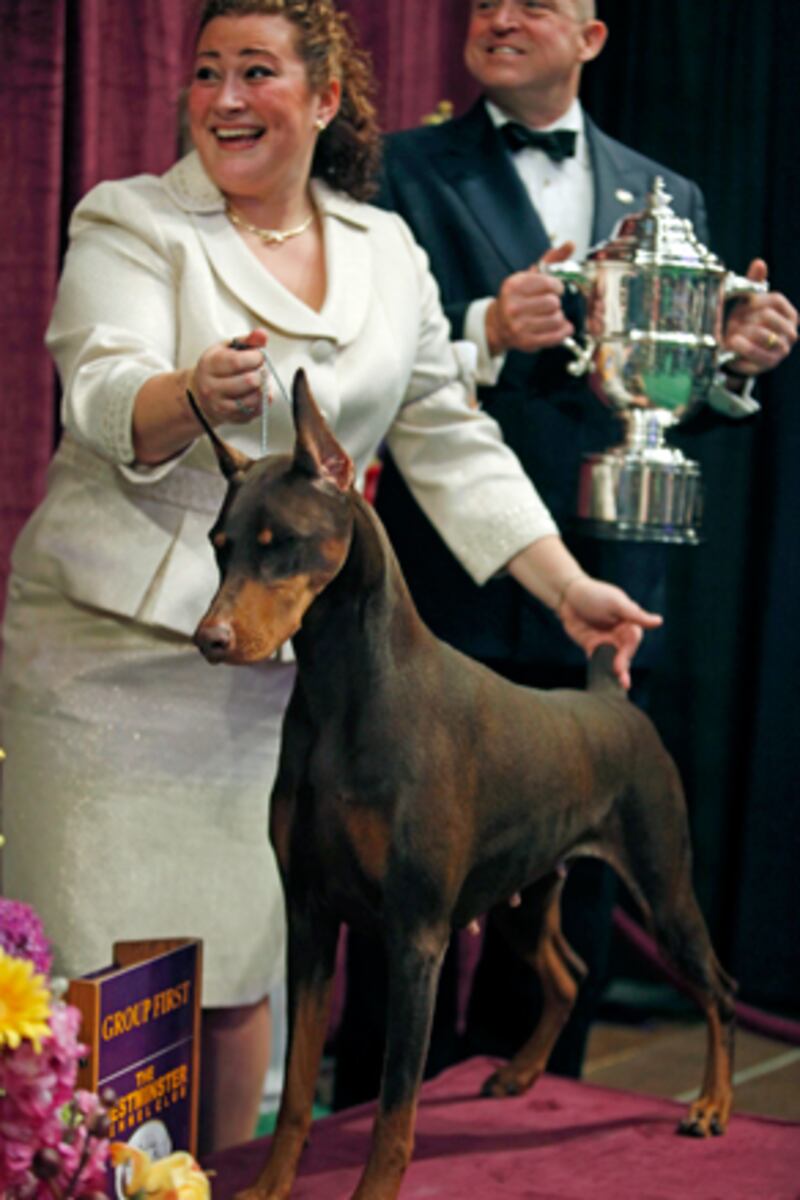 galleries/2011/02/14/2011-westminster-dog-show/westminster-dogs---doberman_emlnku