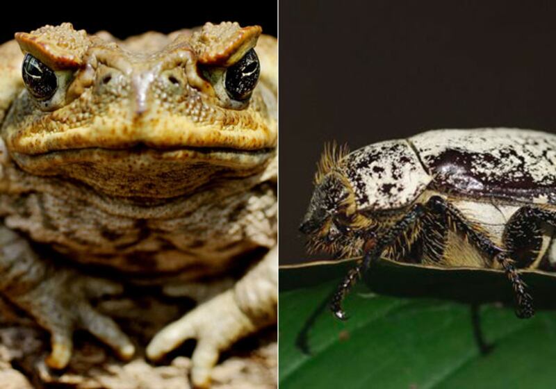 galleries/2010/04/22/animal-face-offs/animal-face-off---cane-toad-cane-beetle_df0rp2