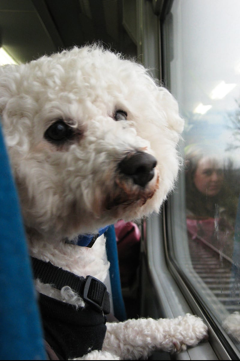 galleries/2013/08/23/dogs-on-trains-photos/130822-dogs-on-trains-3_ivywxq