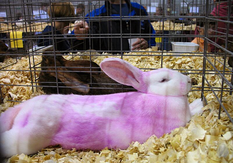 galleries/2011/04/21/rabbits-in-costumes/rabbits-in-costume-3_pz0z9h