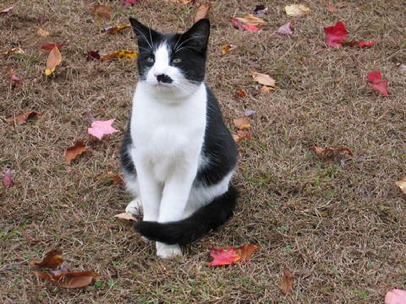 galleries/2011/07/29/kitler-and-other-cats-that-look-like-hitler/hitler-cats-10_ahxyvh