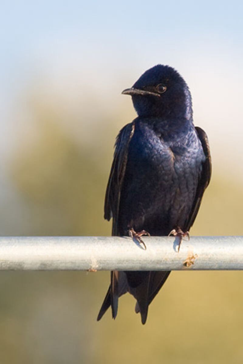 galleries/2012/08/19/mosquito-predators-from-dragonflies-to-purple-martins-photos/mosquito-killers-purple-martin_zamssn