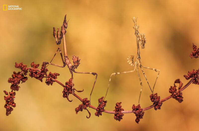 galleries/2016/12/13/national-geographic-nature-photographer-of-the-year-winners/161212-NGNP-07-embed-jose-pesquero-gomez-ngnp-animalportraits3a_pj7ytu