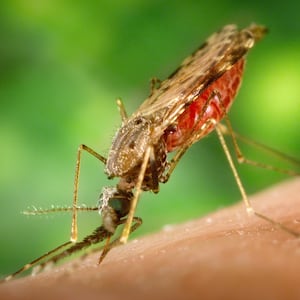 Anopheles_albimanus_mosquito_rbjkko