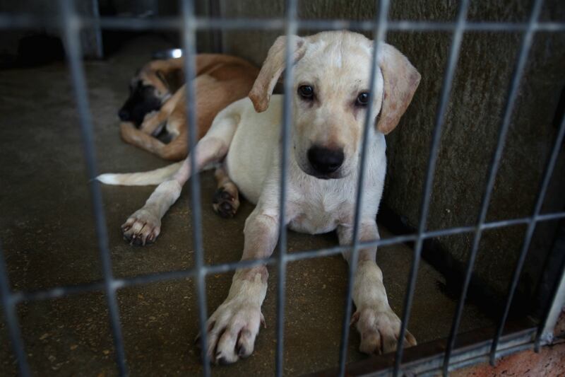 articles/2012/02/26/why-is-peta-killing-thousands-of-rescue-pets/rescue-pets_mxng3k