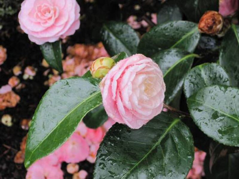 articles/2010/04/10/say-hello-to-spring/gardens-camellias-1_yokefz