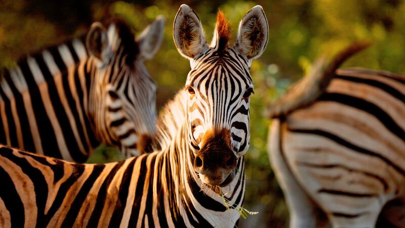 A herd of Zebras in ‘Queer Planet’