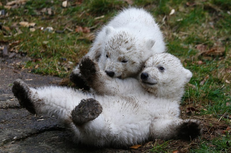 galleries/2014/03/20/twin-baby-polar-bears-make-their-munich-zoo-debut-photos/140320-polar-bear7_h2p9do