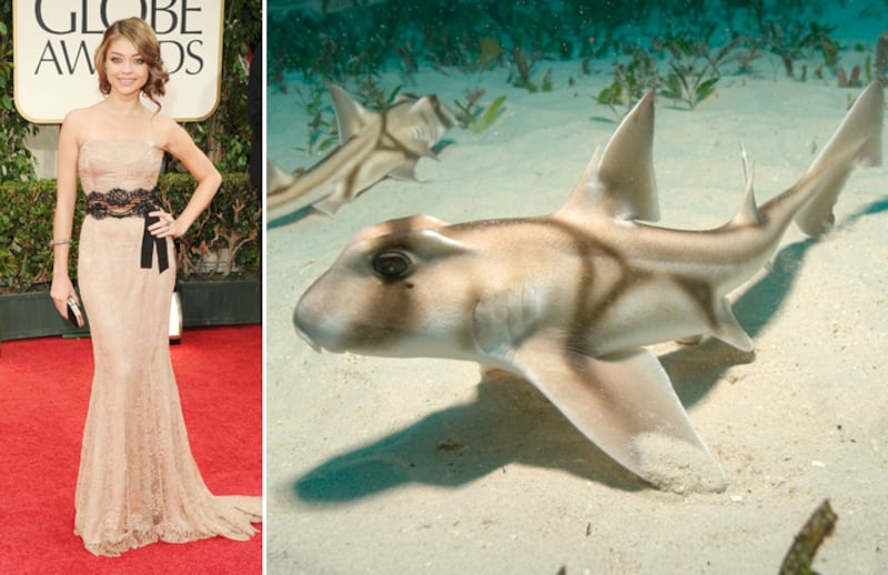 galleries/2012/01/17/fishtail-dresses-at-the-golden-globes-and-the-fish-that-inspired-them-photos/fishtails-hyland-jackson-shark_vyz1he