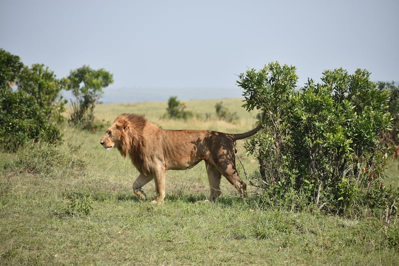 201204-dubbins-kenya-maasai-embed2_x7iwss