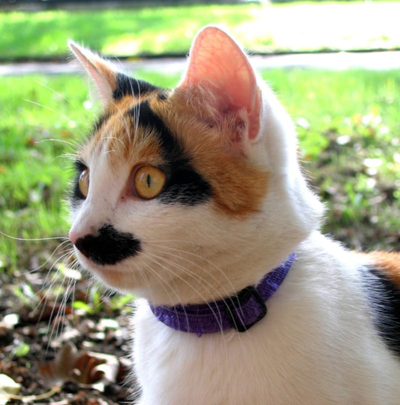 galleries/2011/07/29/kitler-and-other-cats-that-look-like-hitler/hitler-cats-6_errbmi