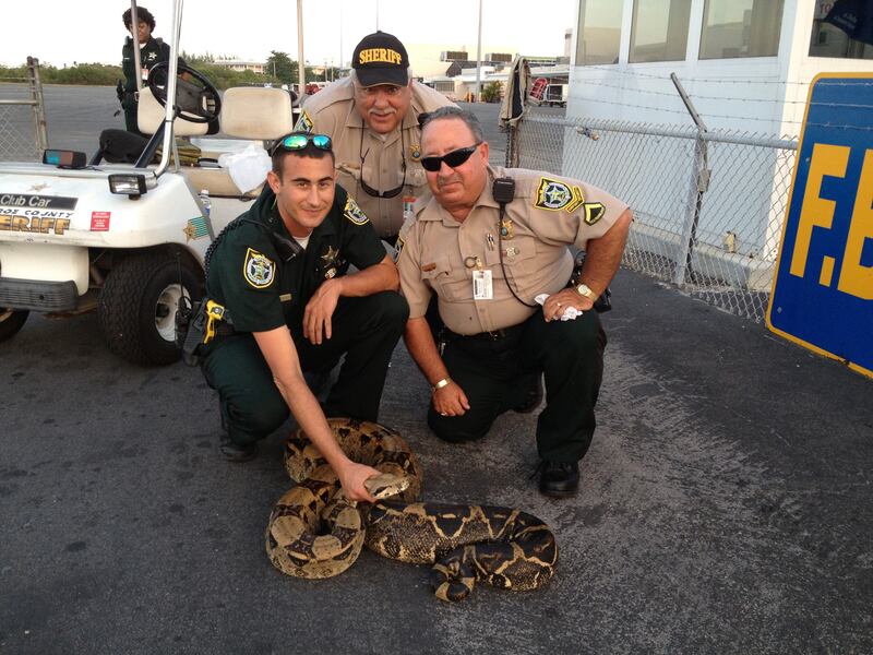 galleries/2012/12/26/the-year-s-craziest-state-florida-of-course-photos/florida-news-snake_f7fhpb