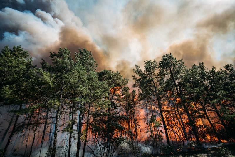 A New Jersey wildfire