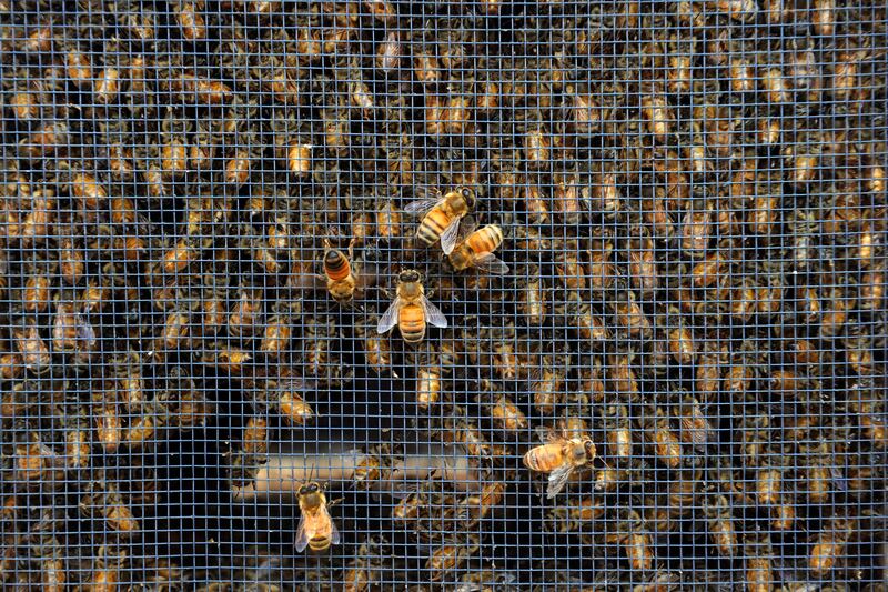 articles/2013/08/03/honey-harvest-at-the-waldorf-astoria-s-beehives/130802-dzieza-bees-tease_skhptt