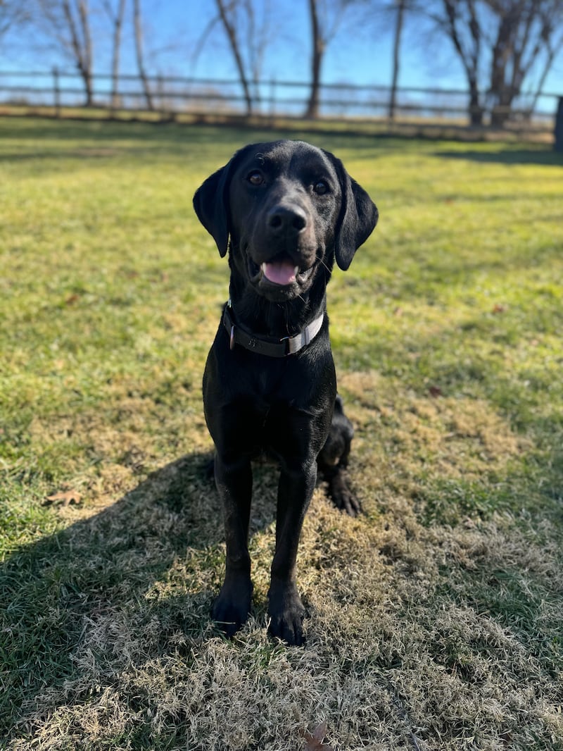 Black labrador sitting on grass