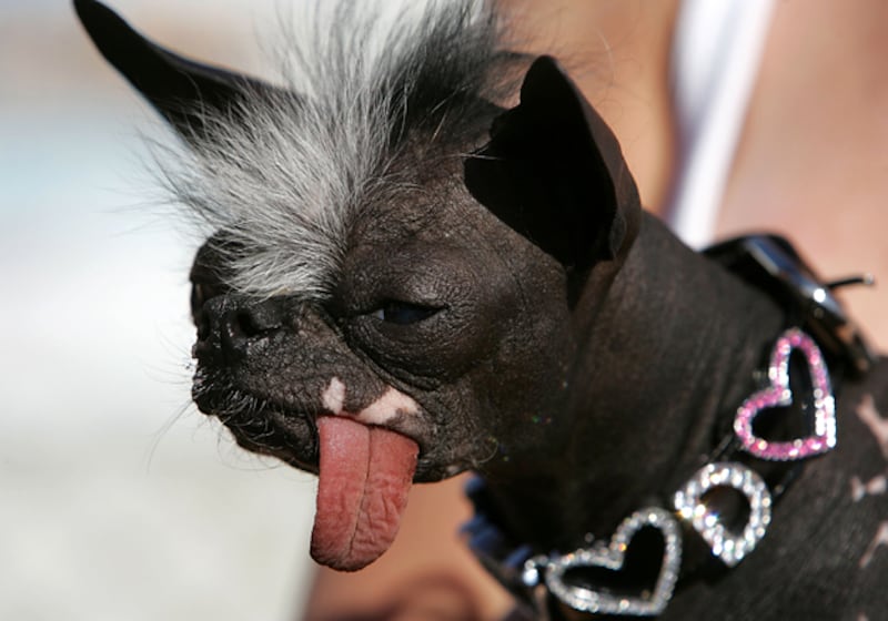 galleries/2009/06/28/worst-in-show-the-best-of-the-world-s-ugliest-dog-contest/ugly-dogs-03_zaid1r