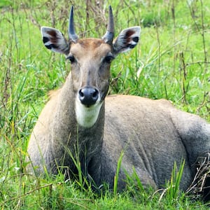 210303-nilgai-tease_lcrwca