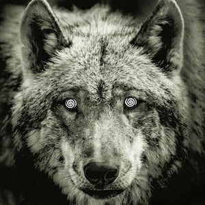 221122-Bender-Infected-Wolves-tease_frwb0a