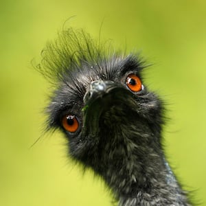 An emu's face