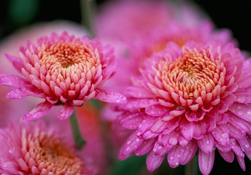 galleries/2011/05/03/top-selling-flowers/top-selling-flowers---chrysanthemums_qmw7jz