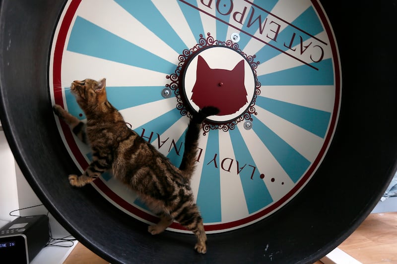 articles/2014/04/09/london-joins-cat-cafe-craze-sweeping-the-globe/140408-hines-cat-cafe-embed3_cznnn8