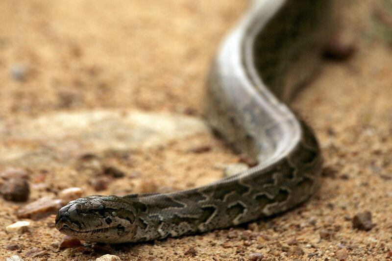 articles/2013/08/07/python-murder-mystery-how-did-a-snake-kill-two-young-boys/130806-python-attack-pelisek-tease_kvnblz