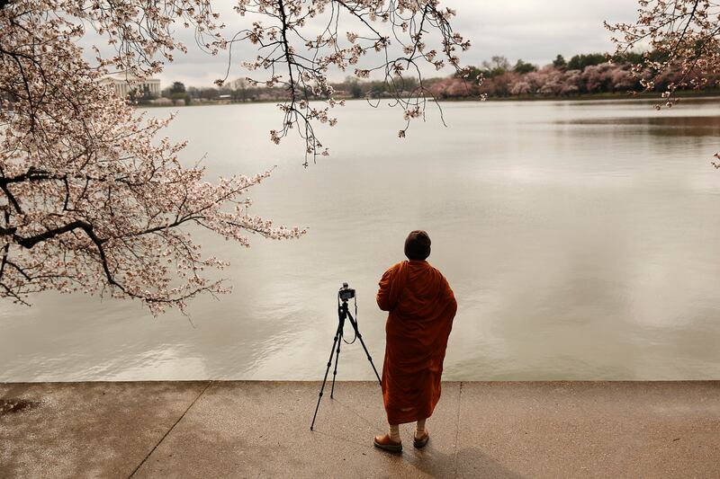 galleries/2014/04/10/now-it-s-really-spring-cherry-blossoms-are-at-their-peak-photos/140409-cherryb-7_j4bxp8