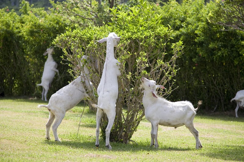 galleries/2012/02/16/goats-have-accents-and-other-strange-goat-facts-photos/goat-facts-eat-trees_uug9fh