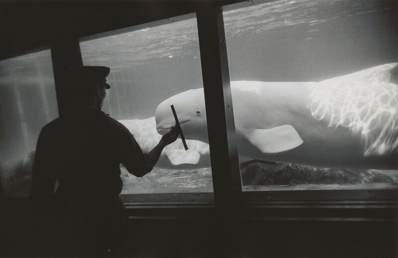 galleries/2014/06/27/garry-winogrand-retrospective-at-the-met-photos/garry-winogrand-ny-1967_hkvsur