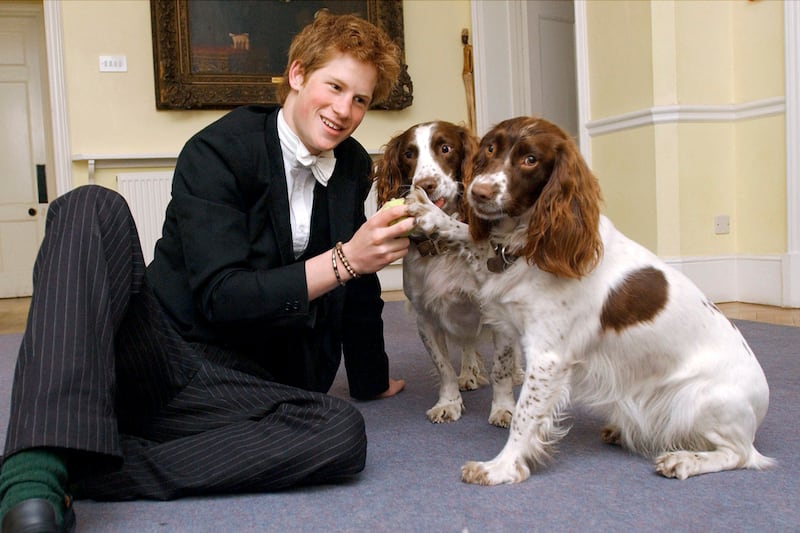 galleries/2012/02/02/prince-william-and-kate-s-new-puppy-joins-long-history-of-royal-dogs-photos/prince-harry-spaniels-college-royal-dogs_ddl2ur