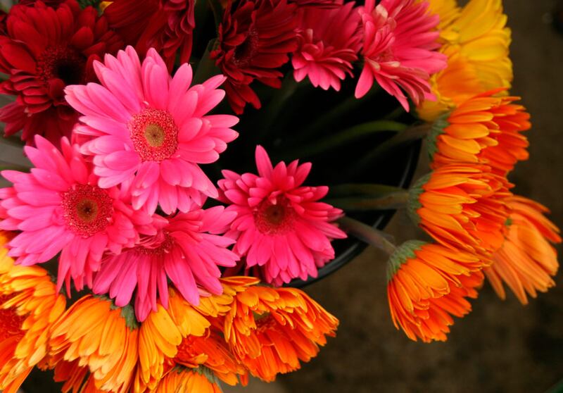 galleries/2011/05/03/top-selling-flowers/top-selling-flowers---gerbera-daisies_cv3q0r