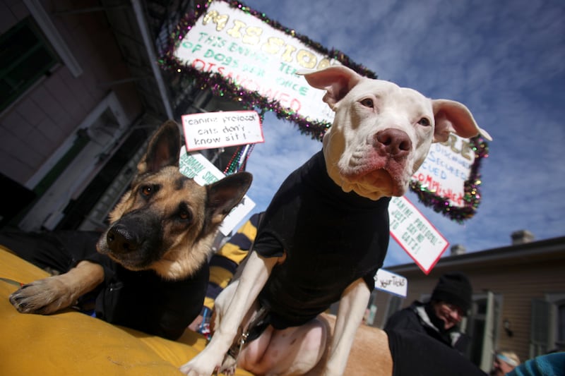 galleries/2012/02/21/dogs-celebrate-carnival-and-mardi-gras-photos/mardi-gras-dog-parades-solomon-10_fmtda8