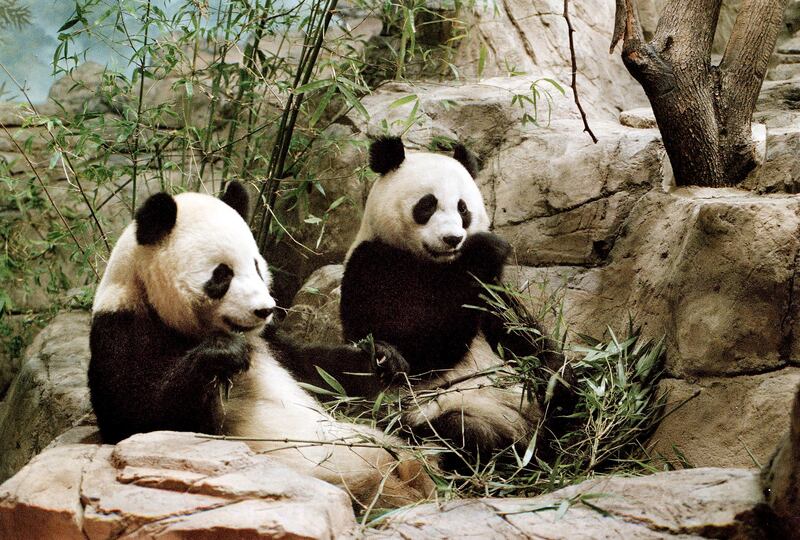 Two pandas in a zoo