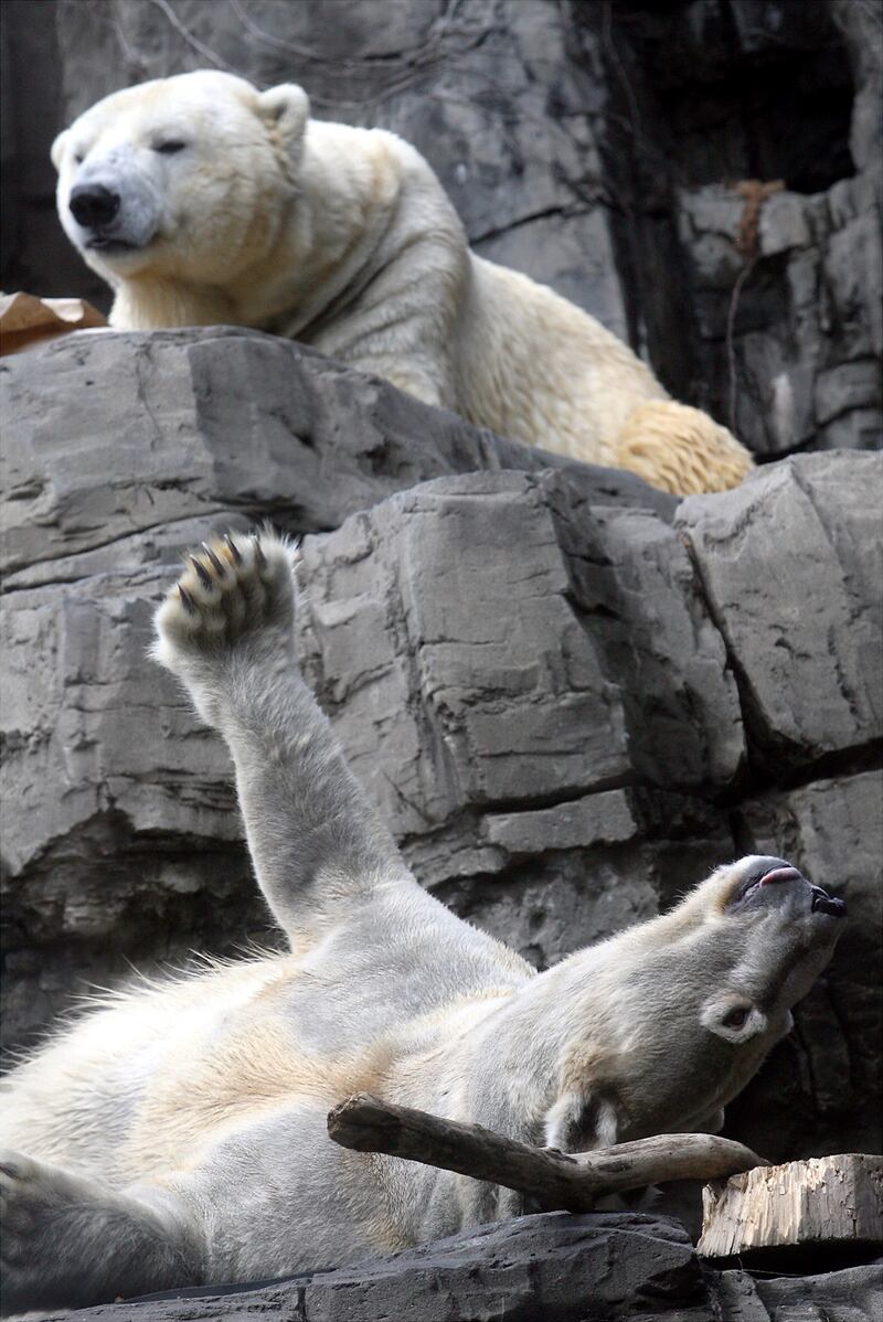 galleries/2013/08/29/five-reasons-we-ll-miss-gus-the-bipolar-polar-bear-photos/gus-polar-bear-obituary-6_e0cz4o