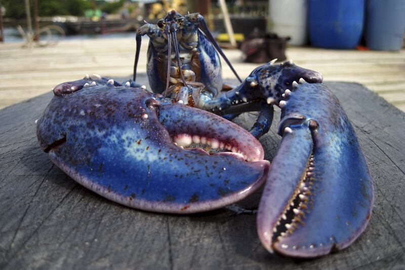 galleries/2011/06/10/oddly-colored-animals/blue-lobster-odd-colored-animals-gallery_ljdsqf