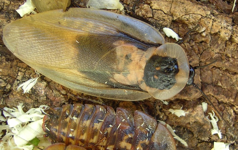 galleries/2012/07/12/the-scariest-cockroaches-on-earth-giant-burrowing-more-photos/giant-roaches-deaths-head_qrbofz