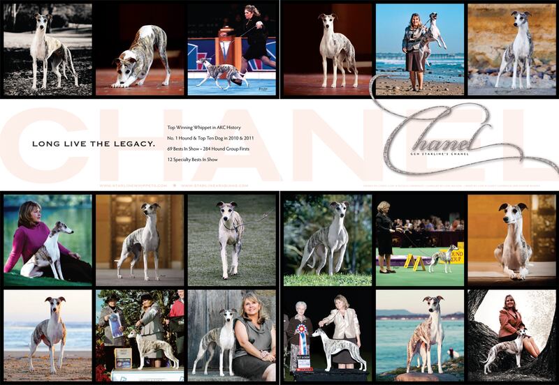 galleries/2012/02/08/the-best-show-dog-vanity-ads-photos/dog-ads-lawrence2_fcm8rd