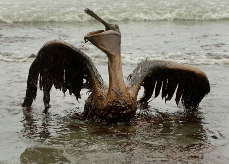 galleries/2010/05/26/shocking-oil-spill-scenes/oil-1-1_ynz0jo