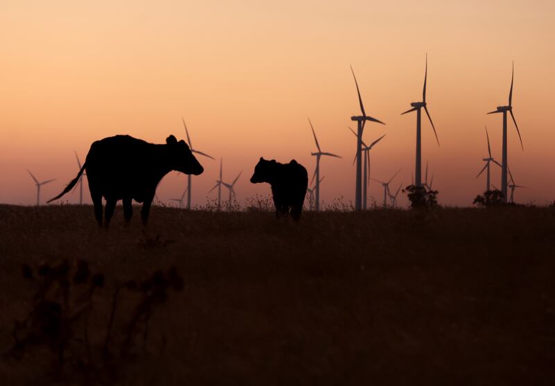 Cows graze on a parcel of land near Rio Vista, California, recently purchased by the California Forever members.