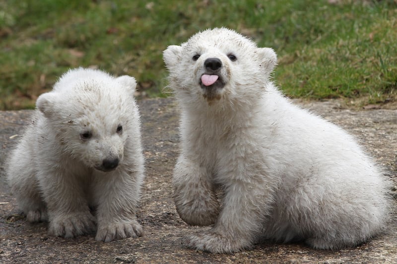 galleries/2014/03/20/twin-baby-polar-bears-make-their-munich-zoo-debut-photos/140320-polar-bear1_nhwdne