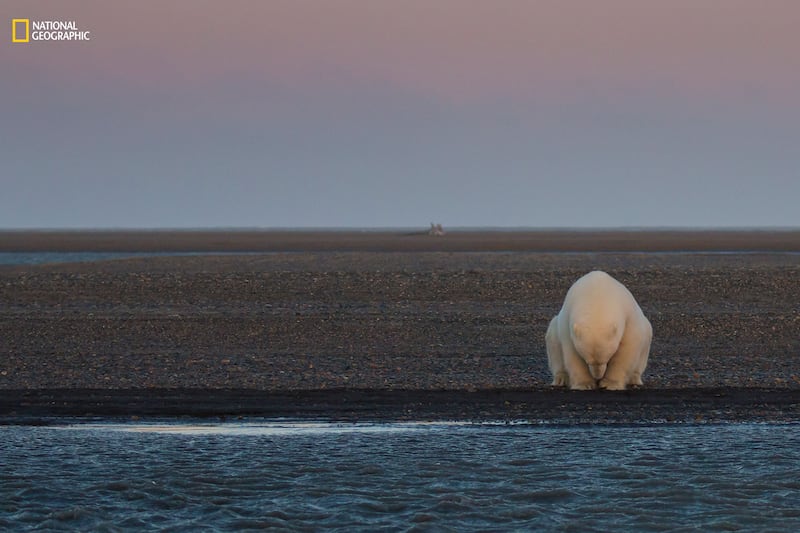 galleries/2016/12/13/national-geographic-nature-photographer-of-the-year-winners/161212-NGNP-11-embed-patty-waymire-ngnp-environmentalhm3_wpm2qz