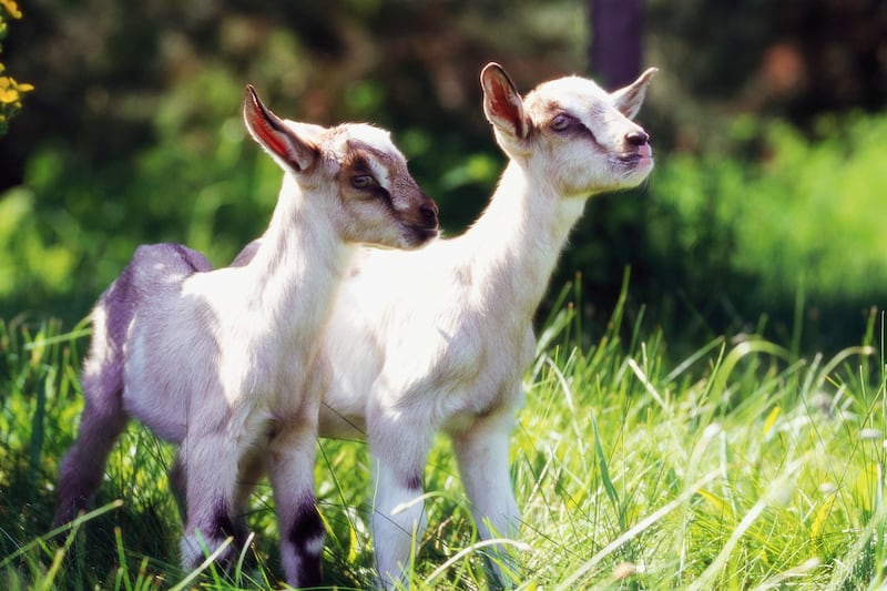 galleries/2012/02/16/goats-have-accents-and-other-strange-goat-facts-photos/goat-facts-kids_ofrkya