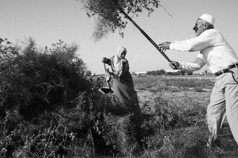 galleries/2015/02/08/what-grows-after-gaza-s-war/150130-franko-gaza-farms10_xstjjn