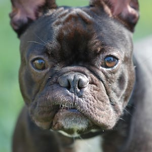 A black French bulldog looks into the camera.