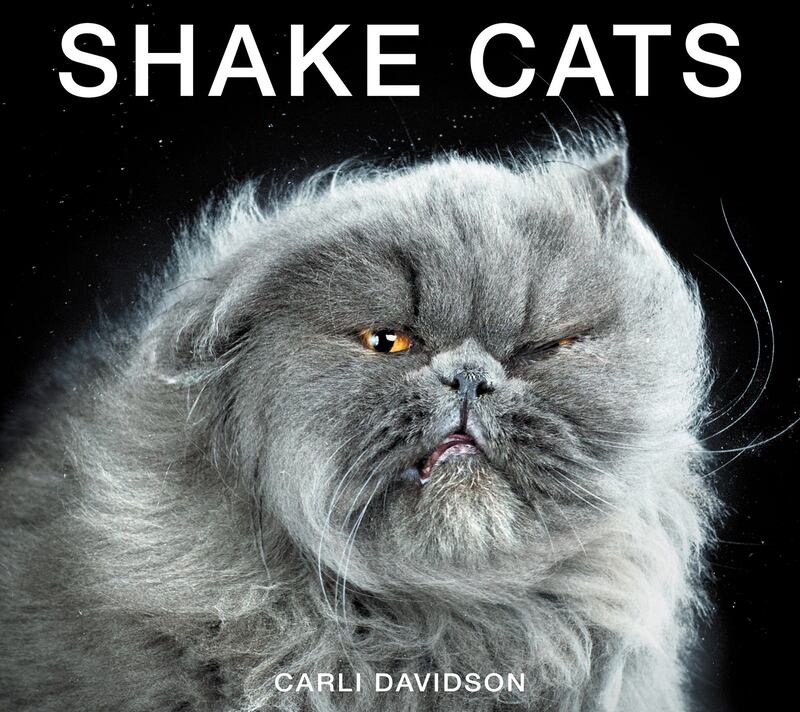 galleries/2015/10/29/cats-shaking-it-off-photos/151029-shake-cover_kl5p1y